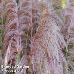 Cortaderia Selloana 'Rosea'