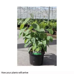 Corylopsis Spicata -Garden Central Sales Store CORY T66180 B h