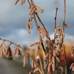 Corylus 'Rode Zellernoot' -Garden Central Sales Store CORY RODEZELLE S45398 NOW