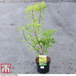 Cotinus Coggygria 'Golden Spirit' -Garden Central Sales Store COTI 73884 A