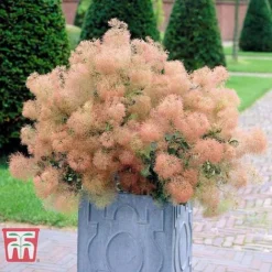 Cotinus Coggygria 'Young Lady'