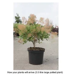 Cotinus Coggygria 'Young Lady' -Garden Central Sales Store COTI T67916 B h