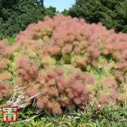 Cotinus Coggygria 'Young Lady' -Garden Central Sales Store COTI T67916 E