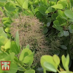 Cotinus Coggygria 'Young Lady' -Garden Central Sales Store COTI T67916 F