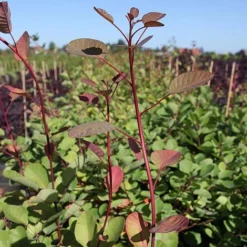 Cotinus Coggygria -Garden Central Sales Store COTI T73880 A h