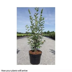 Cotoneaster Lucidus -Garden Central Sales Store COTO T66184 A h