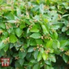 Cotoneaster Lucidus