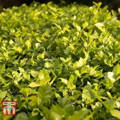 Cotoneaster Lucidus -Garden Central Sales Store COTO T66184 D