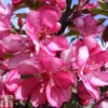 Crab Apple 'Diable Rouge'