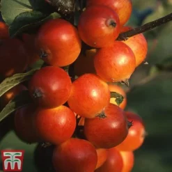 Crab Apple 'Nuvar Marble'