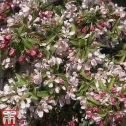 Crab Apple 'Sun Rival'