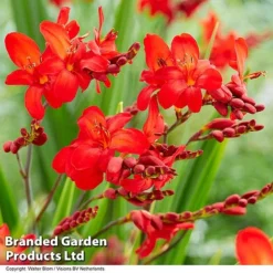 Crocosmia 'Walberton Scarlet'