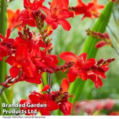 Crocosmia 'Walberton Scarlet' -Garden Central Sales Store CROC WALBSCARL S35219