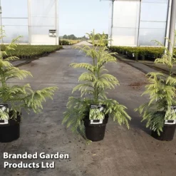 Cryptomeria Japonica 'Sekkan Sugi'