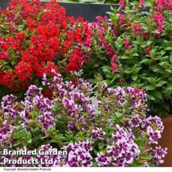 Cuphea 'Sweet Talk Collection' -Garden Central Sales Store CUPH SWEETTALK T41802