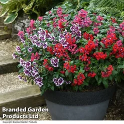 Cuphea 'Sweet Talk Collection' -Garden Central Sales Store CUPH SWEETTALK T51694