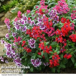 Cuphea 'Sweet Talk Collection' -Garden Central Sales Store CUPH SWEETTALK T51697