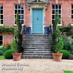 Leyland Cypress 'Castlewellan' Topiary -Garden Central Sales Store CUPR KB9232 F