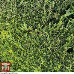 Leyland Cypress -Garden Central Sales Store CUPR T58270 B