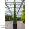Cupressus Sempervirens 'Pyramidalis'