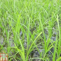 Cyperus Papyrus (Marginal Aquatic)