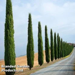 Italian Cypress -Garden Central Sales Store CYPR ITALIAN L26961