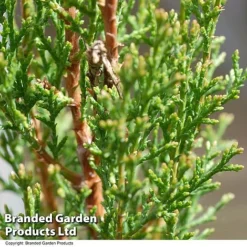 Italian Cypress -Garden Central Sales Store CYPR ITALIAN T24307