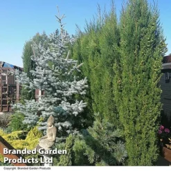 Italian Cypress -Garden Central Sales Store CYPR ITALIAN T26708