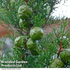 Italian Cypress -Garden Central Sales Store CYPR ITALIAN T26746