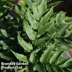 Cyrtomium Fortunei -Garden Central Sales Store CYRT FORTUNEI S37092