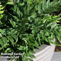 Cyrtomium Fortunei -Garden Central Sales Store CYRT FORTUNEI S37094