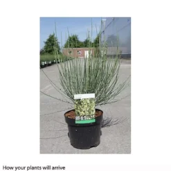 Cytisus X Praecox -Garden Central Sales Store CYTI T66196 A h