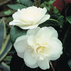 Camellia 'Tricolour' -Garden Central Sales Store Camellia white
