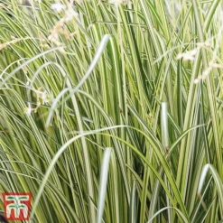 Chlorophytum Saundersiae 'Starlight' -Garden Central Sales Store Chla