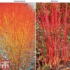 Cornus Winter Duo
