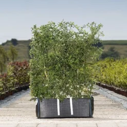 Hawthorn Ready Bag Instant Hedge 1m (pre-grown)