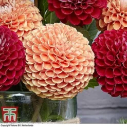 Dahlia 'Cornel Duo' -Garden Central Sales Store DAHL KB3285 C