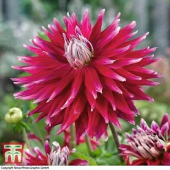 Dahlia 'Dinner Plate' Collection -Garden Central Sales Store DAHL WKB4101 D