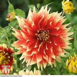 Dahlia 'Dinner Plate' Collection -Garden Central Sales Store DAHL WKB4101 E