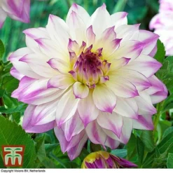 Dahlia 'Dinner Plate' Collection -Garden Central Sales Store DAHL WKB4101 F