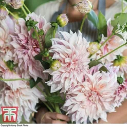 Dahlia 'Dinner Plate' Collection -Garden Central Sales Store DAHL WKB4101 G