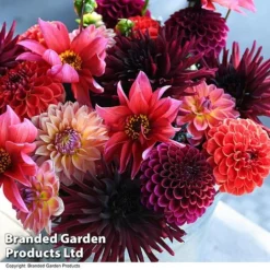 Dahlia 'Autumn Shades Mix' -Garden Central Sales Store DAHL AUTUMNSHA T44259