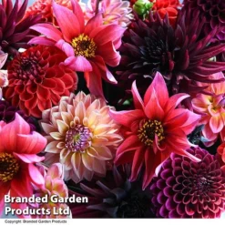 Dahlia 'Autumn Shades Mix' -Garden Central Sales Store DAHL AUTUMNSHA T44260