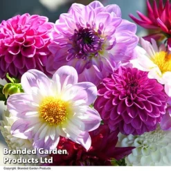 Dahlia 'Berry Sorbet Mix' -Garden Central Sales Store DAHL BERRYSORB T44251