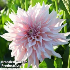 Dahlia 'Café Au Lait Collection' -Garden Central Sales Store DAHL CAFEAULAI T44276