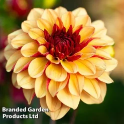 Dahlia Double Flowered Collection -Garden Central Sales Store DAHL CREMEDECO S442191