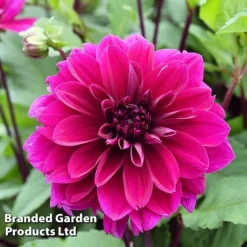 Dahlia 'Dark Diamond Mix' -Garden Central Sales Store DAHL DINNERPLA W51602