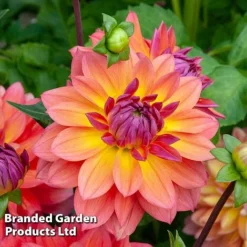 Dahlia Double Flowered Collection -Garden Central Sales Store DAHL FIREPOT S442211