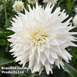 Dahlia 'Beautiful Bouquet Collection' -Garden Central Sales Store DAHL FLEUREL W51738