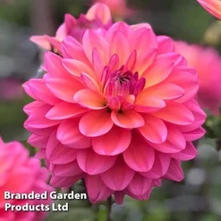 Dahlia Double Flowered Collection -Garden Central Sales Store DAHL GREATSILE S442221